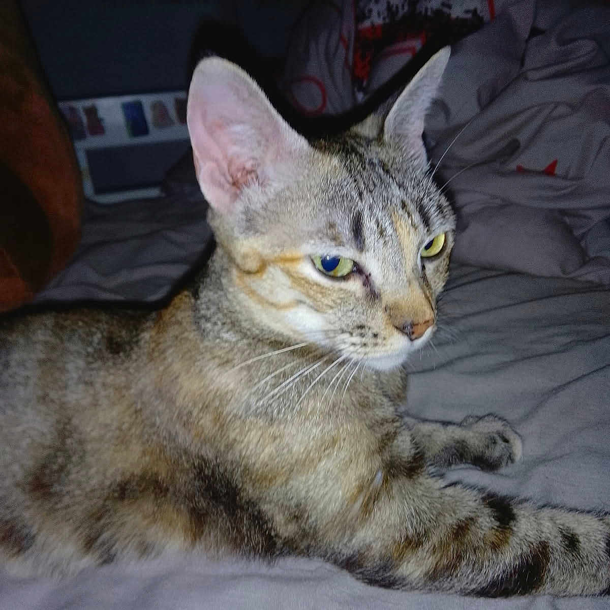 Arthemis a rejoint le concours — aidez-le/la à gagner de superbes lots ! animal, background, bed, cat, closeup, domestic_animal, ears, eyes, feline, flash, fur, household, indoor, lying_down, pet, resting, sleeping_area, tabby_cat, texture, whiskers