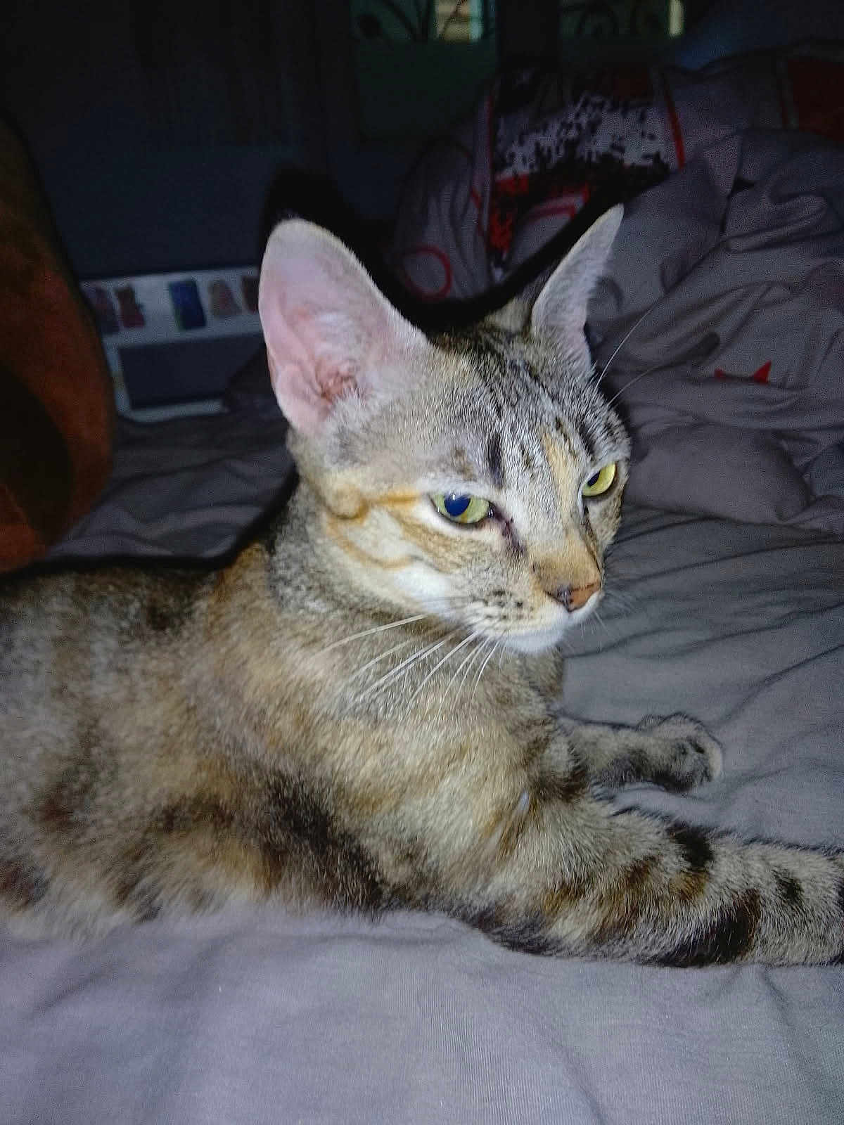 Arthemis a rejoint le concours — aidez-le/la à gagner de superbes lots ! cat, tabby_cat, pet, animal, lying_down, bed, indoor, fur, whiskers, ears, eyes, closeup, feline, domestic_animal, sleeping_area, resting, flash, texture, household, background
