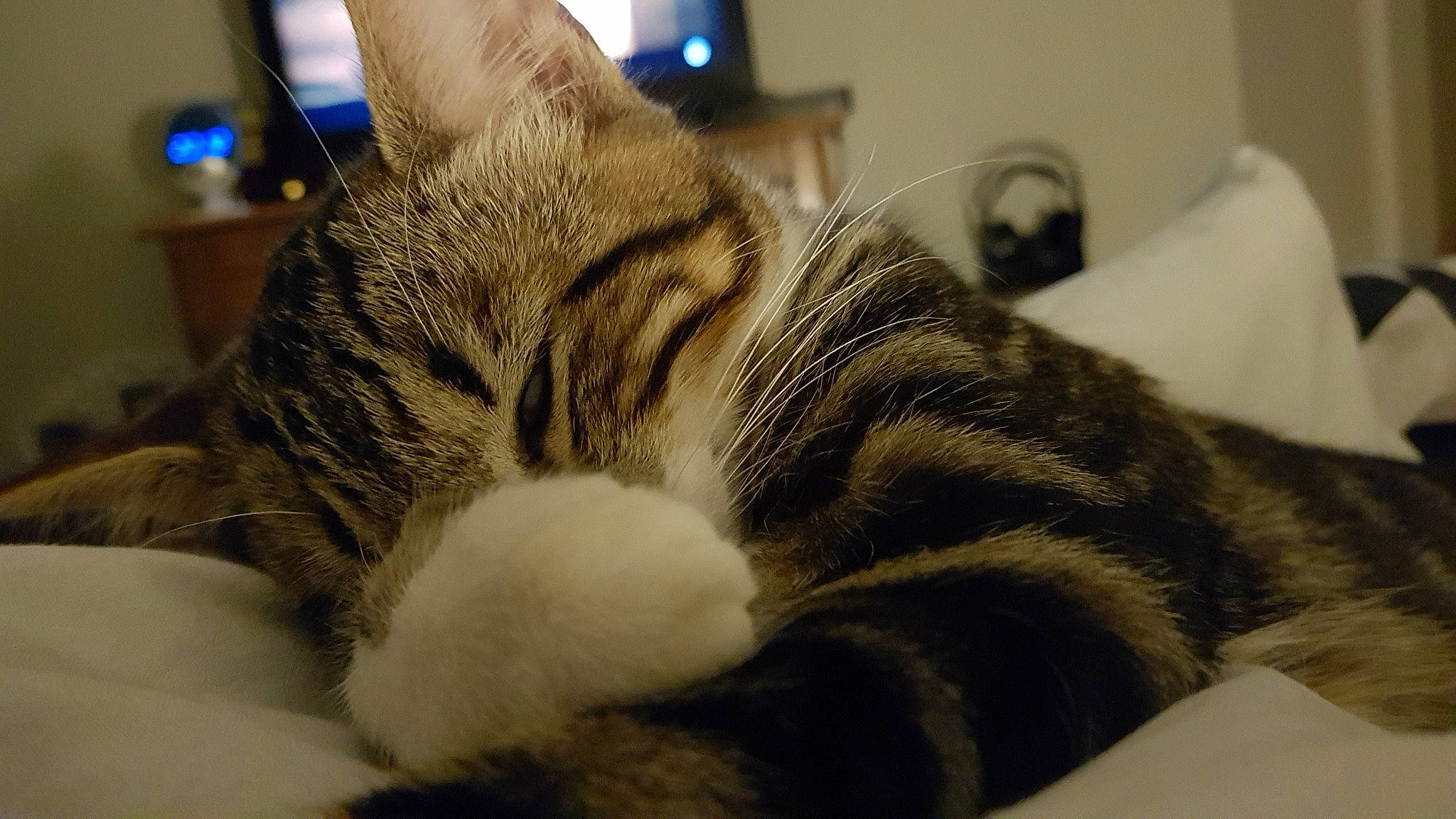 Dixie a rejoint le concours — aidez-le/la à gagner de superbes lots ! american_shorthair, american_wirehair, asian, california_spangled, carnivore, cat, domestic_short_haired_cat, dragon_li, ear, european_shorthair, felidae, fur, kitten, mammal, paw, small_to_medium_sized_cats, snout, tabby_cat, toyger, whiskers