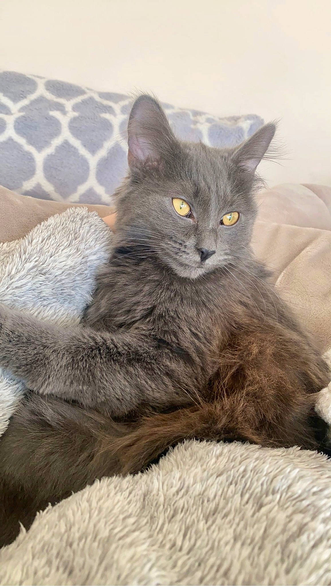 City joined the competition — help win amazing prizes! carnivore, cat, claw, comfort, domestic_short_haired_cat, felidae, fur, grey, sitting, small_to_medium_sized_cats, snout, tail, terrestrial_animal, whiskers