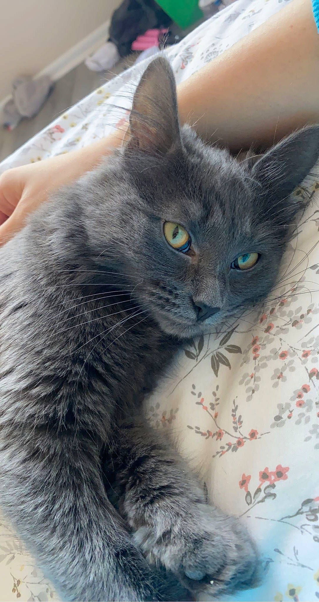 City is registered to the contest to win money with this photo: black_cat, carnivore, cat, claw, comfort, domestic_short_haired_cat, electric_blue, felidae, fur, grey, iris, paw, russian_blue, small_to_medium_sized_cats, snout, tail, terrestrial_animal, whiskers, window