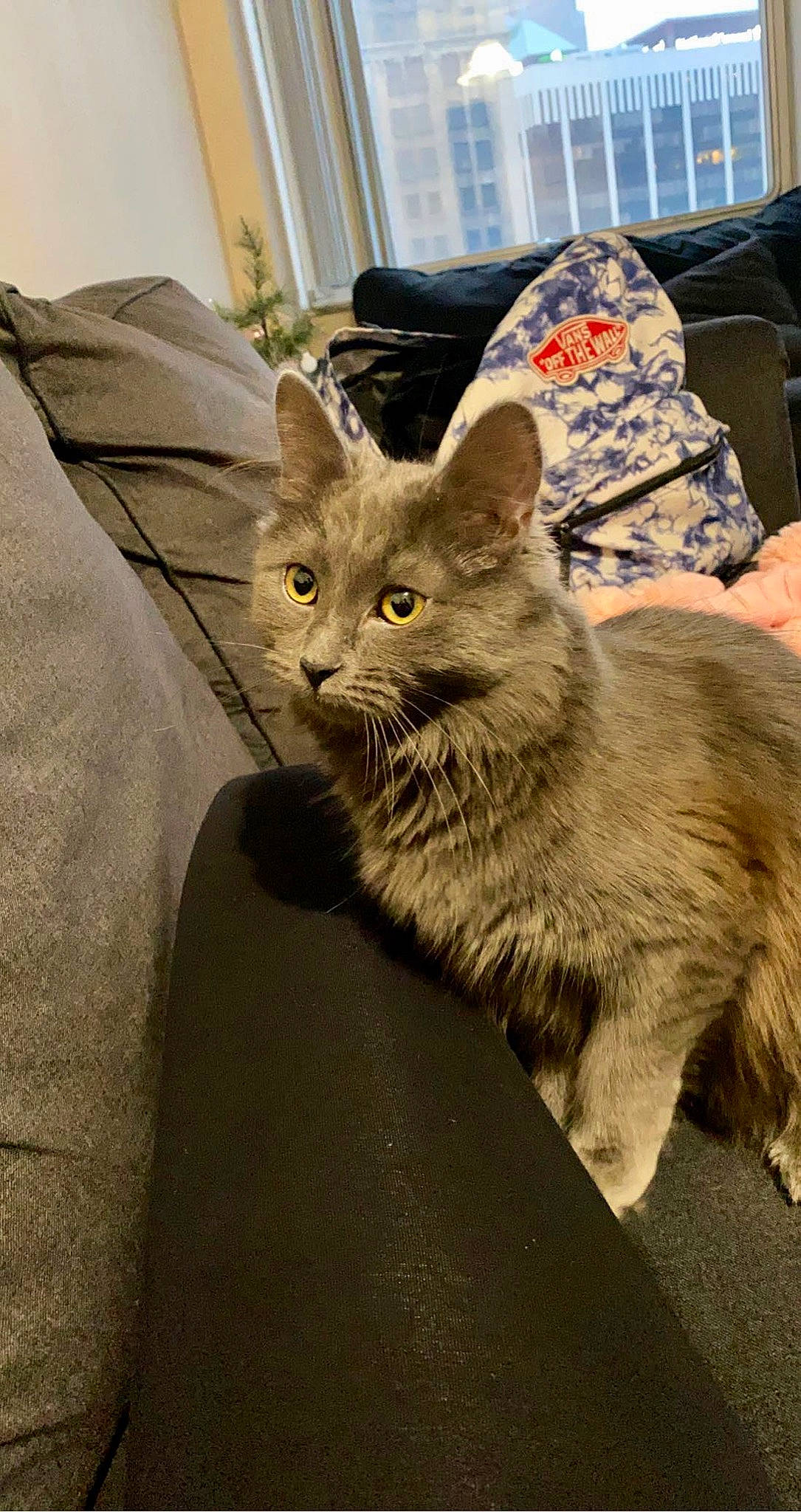 City is registered to the contest to win money with this photo: carnivore, cat, chartreux, claw, comfort, computer_keyboard, domestic_short_haired_cat, fawn, felidae, fur, grey, paw, sitting, small_to_medium_sized_cats, snout, tail, whiskers, window