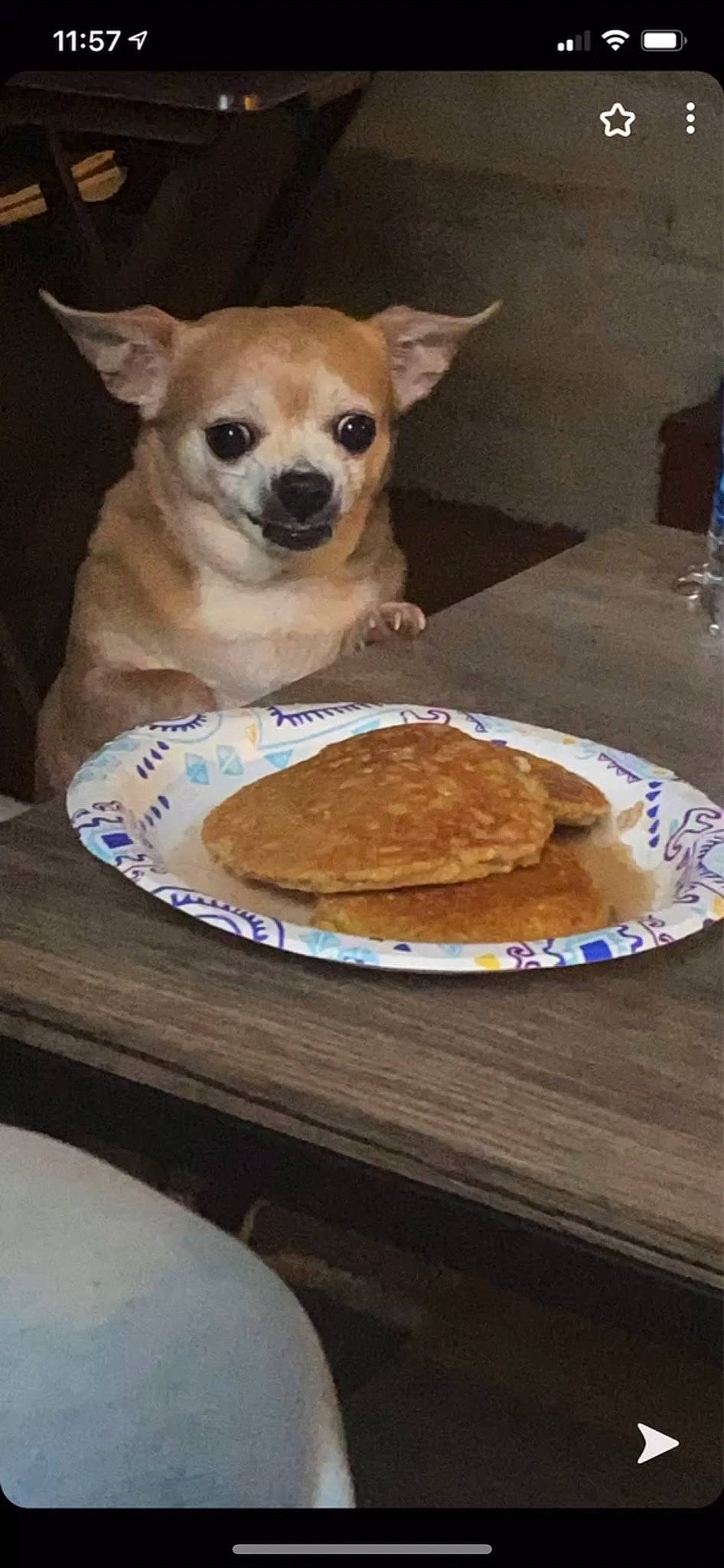 Lilly joined the competition — help win amazing prizes! carnivore, chihuahua, companion_dog, cuisine, dish, dishware, dog, dog_breed, fast_food, fawn, food, ingredient, plate, recipe, snout, staple_food, table, tableware, toy_dog, whiskers