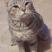 Sammy is registered to the contest to win money with this photo: cat, tabby, animal, pet, feline, whiskers, ears, fur, sitting, looking_up, outdoor, concrete_floor, paws, cute, domestic_animal, mammal, portrait, alone, young_cat, curious