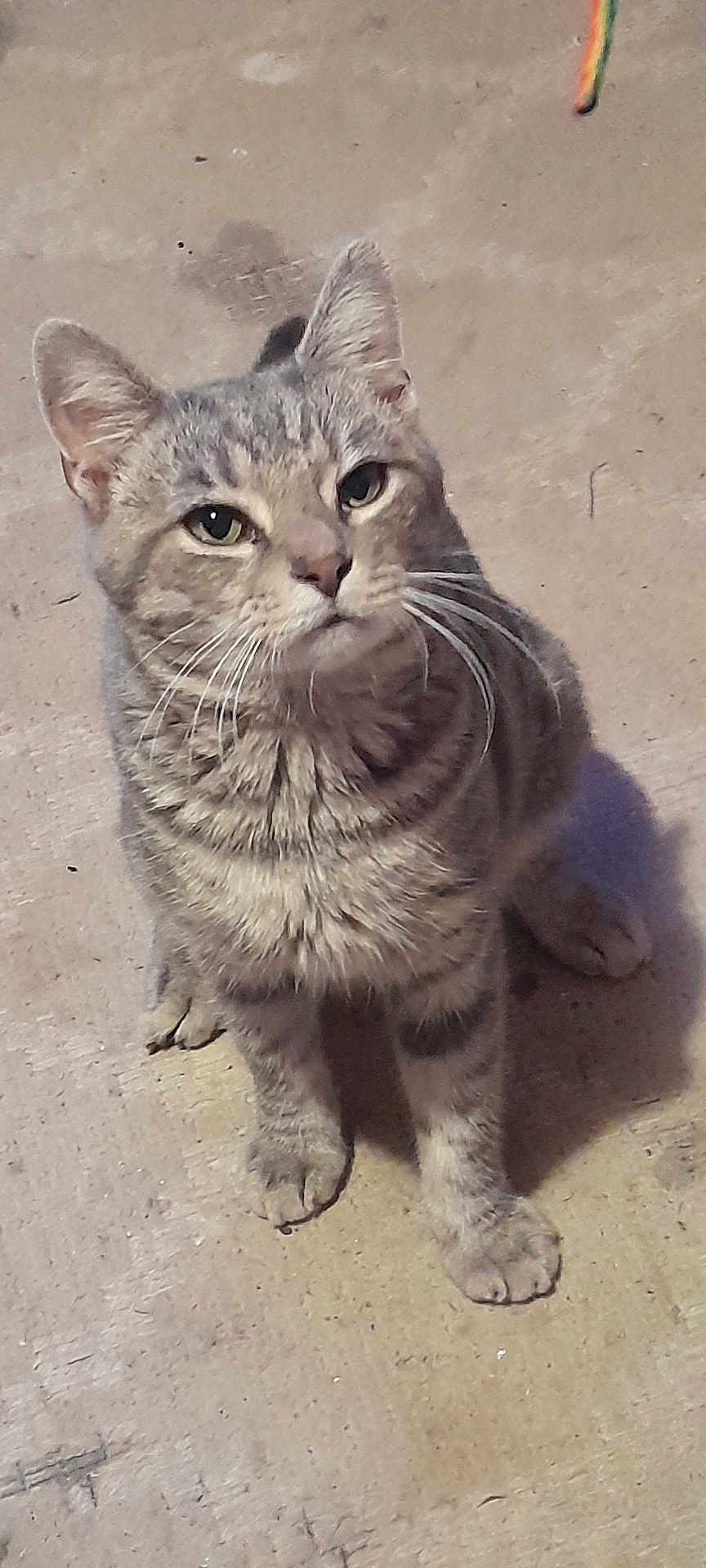 Sammy