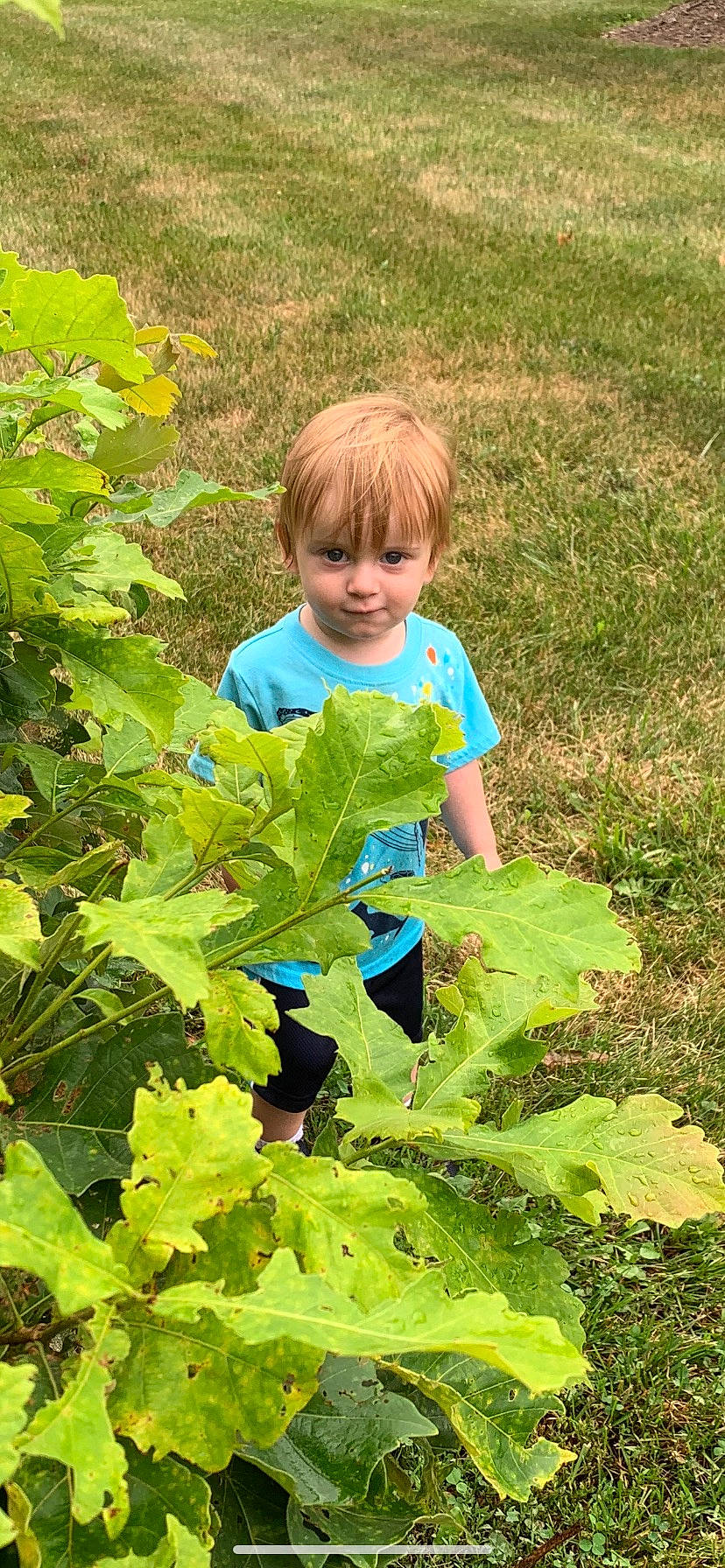 Alonzo is registered to the contest to win money with this photo: agriculture, annual_plant, cash_crop, crop, field, flowering_plant, fruit, gardening, grape_leaves, grapevine_family, grass, groundcover, leaf_vegetable, people_in_nature, person, plant, plantation, soil, toddler, tree