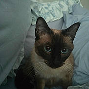 Duchess joined the competition — help win amazing prizes! animal, bed, blanket, blue_eyes, cat, close_up, cozy, cute, domestic_animal, ears, feline, fur, indoor, looking_up, pet, pillow, resting, siamese_cat, soft_lighting, whiskers