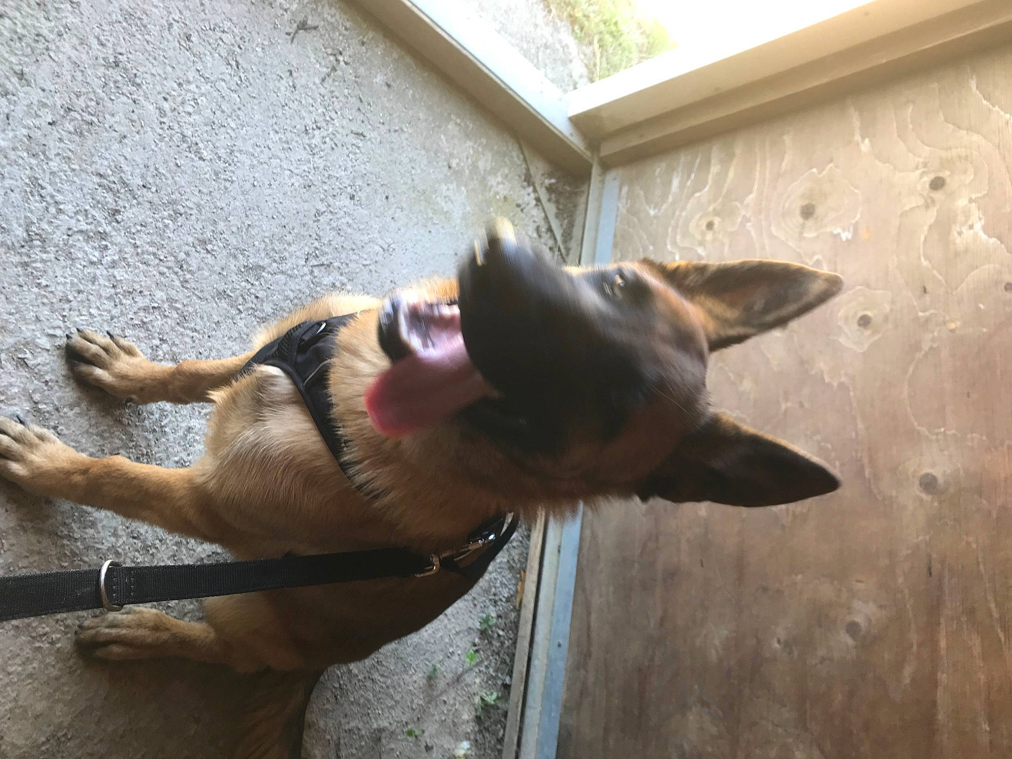 Bernie participe au concours pour gagner de l'argent avec cette photo : biting, canidae, carnivore, collar, dog, dog_breed, fawn, jaw, liver, non_sporting_group, old_german_shepherd_dog, pet_supply, snout, sporting_group, tail, wood, working_animal, working_dog