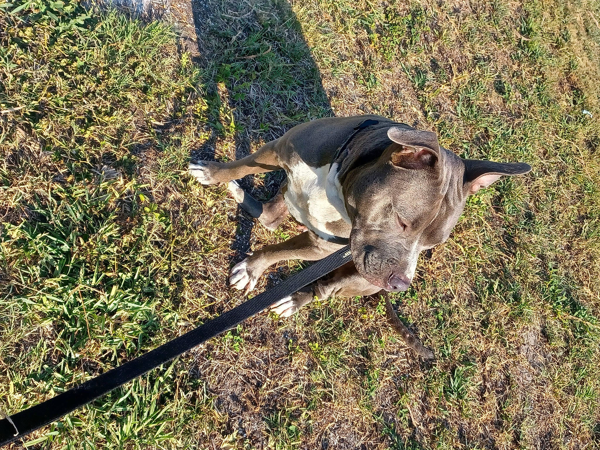 Hurley is registered to the contest to win money with this photo: canidae, carnivore, collar, dog, dog_breed, fawn, grass, grassland, hunting_dog, pasture, plant, shadow, soil, sporting_group, tail, terrestrial_animal, working_animal, working_dog