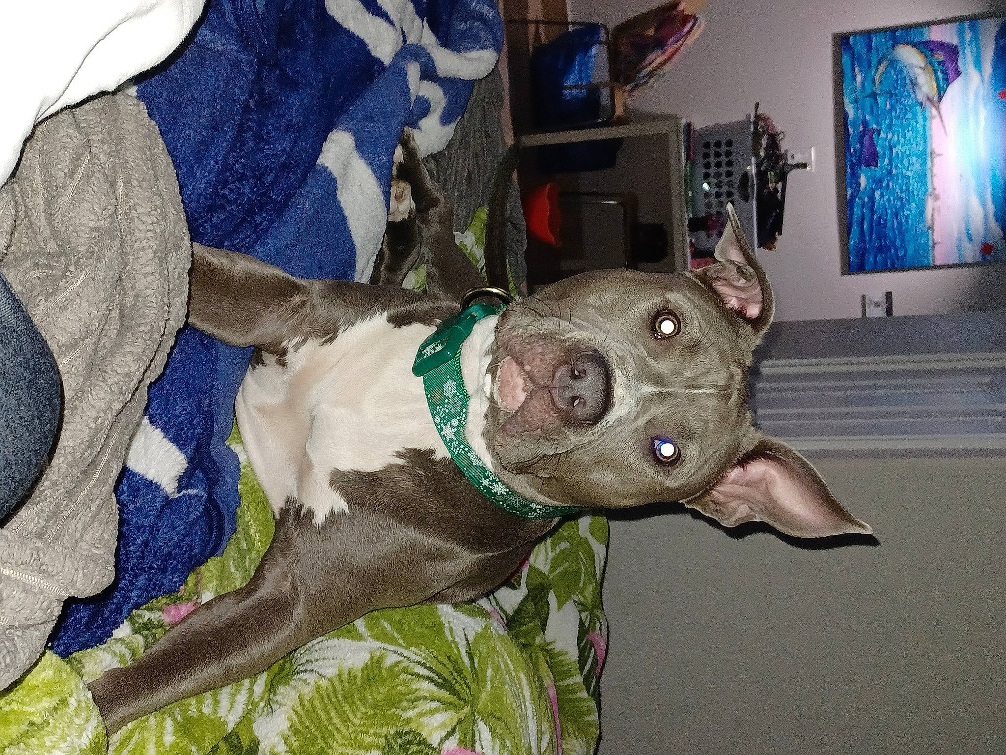 Hurley is registered to the contest to win money with this photo: art, canidae, carnivore, collar, dog, dog_breed, dog_clothes, dog_collar, dog_supply, fawn, fur, liver, non_sporting_group, personal_protective_equipment, picture_frame, sculpture, snout, sporting_group, statue, working_animal