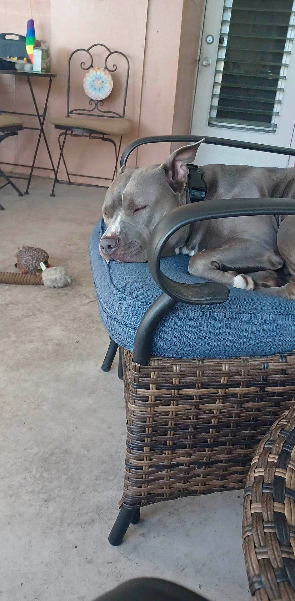 Hurley joined the competition — help win amazing prizes! animal_shelter, baby_products, basket, carnivore, cart, companion_dog, dog, dog_breed, fawn, fender, fur, guard_dog, home_accessories, mammal, metal, storage_basket, vertebrate, wicker, wood, working_animal