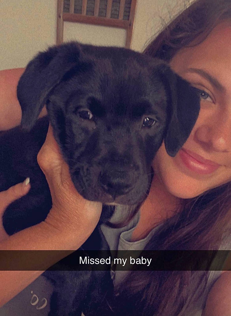 Chole joined the competition — help win amazing prizes! carnivore, companion_dog, cool, dog, dog_breed, electric_blue, eye, face, fawn, flash_photography, gesture, happy, head, jaw, mammal, nose, organ, snout, vertebrate, working_animal