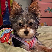 Sashee is registered to the contest to win money with this photo: animal, bed, clothing, colorful, cozy, cute, decor, dog, dragonfly, ears, fur, furniture, indoor, pet, pink, portrait, puppy, resting, small_dog, toy_pattern