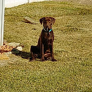 Artemis is registered to the contest to win money with this photo: animal, backyard, brown_dog, canine, collar, daylight, dog, domestic_animal, fence, grass, lawn, nature, outdoor, pet, quiet, sitting, summer, sunlight, watching, yard