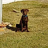 animal, backyard, brown_dog, canine, collar, daylight, dog, domestic_animal, fence, grass, lawn, nature, outdoor, pet, quiet, sitting, summer, sunlight, watching, yard