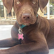 Artemis joined the competition — help win amazing prizes! dog, puppy, brown_dog, laying_down, collar, leash, outdoor, building, window, concrete, pet, animal, canine, young_dog, alert, portrait, close_up, daylight, domestic_animal, cute