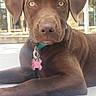 dog, puppy, brown_dog, laying_down, collar, leash, outdoor, building, window, concrete, pet, animal, canine, young_dog, alert, portrait, close_up, daylight, domestic_animal, cute