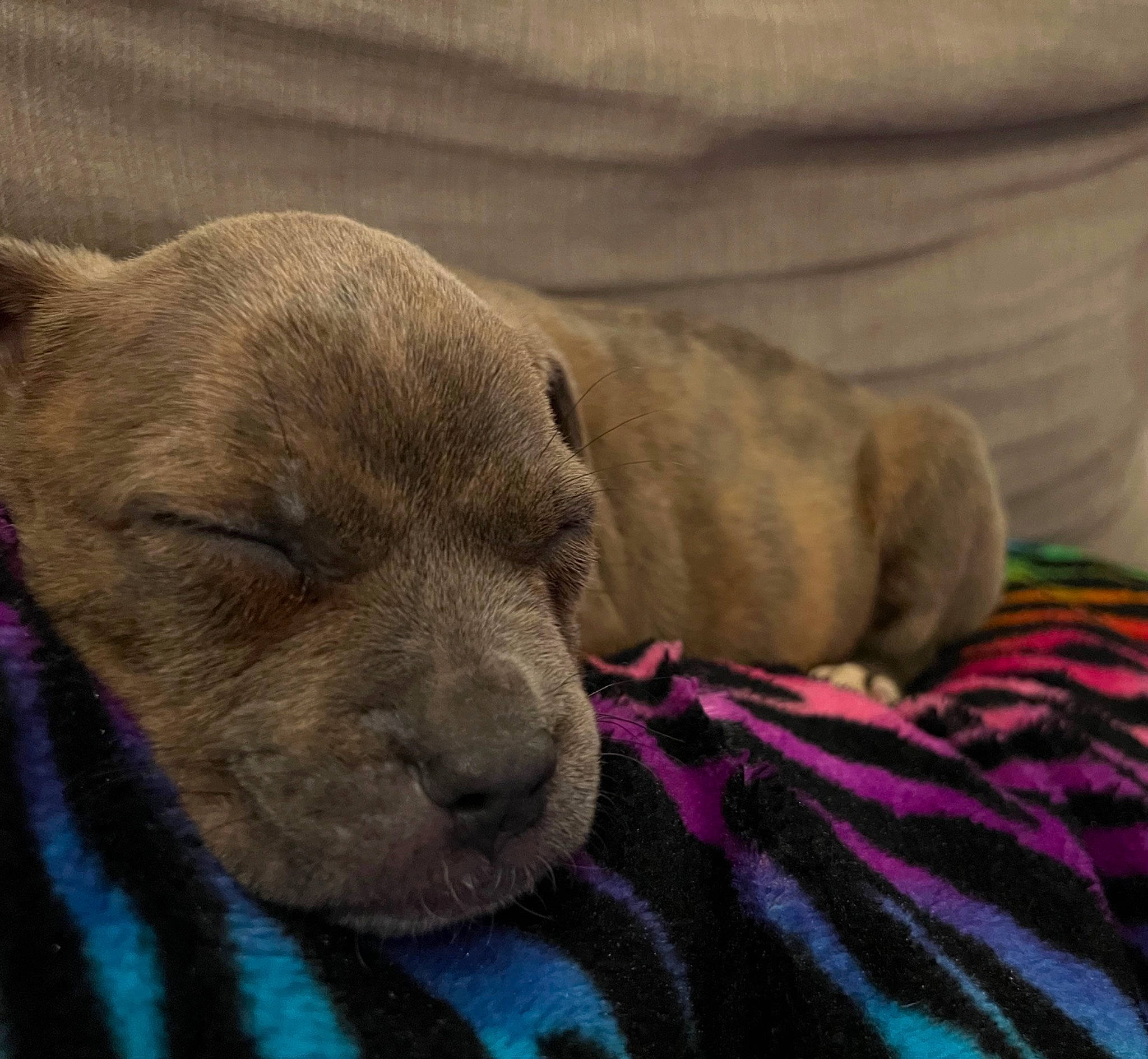 Gouda joined the competition — help win amazing prizes! canidae, carnivore, comfort, companion_dog, dog, dog_breed, fawn, fur, grey, linens, liver, non_sporting_group, pet_supply, snout, sporting_group, terrestrial_animal, whiskers, working_animal, wrinkle