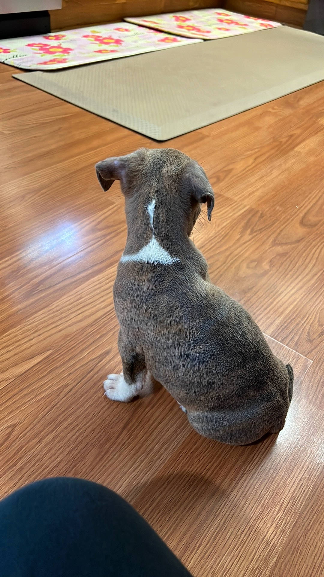 Gouda joined the competition — help win amazing prizes! carnivore, comfort, companion_dog, dog, dog_breed, fawn, floor, flooring, grey, hardwood, laminate_flooring, snout, sporting_group, tail, terrestrial_animal, toy, varnish, wood, wood_flooring, wood_stain