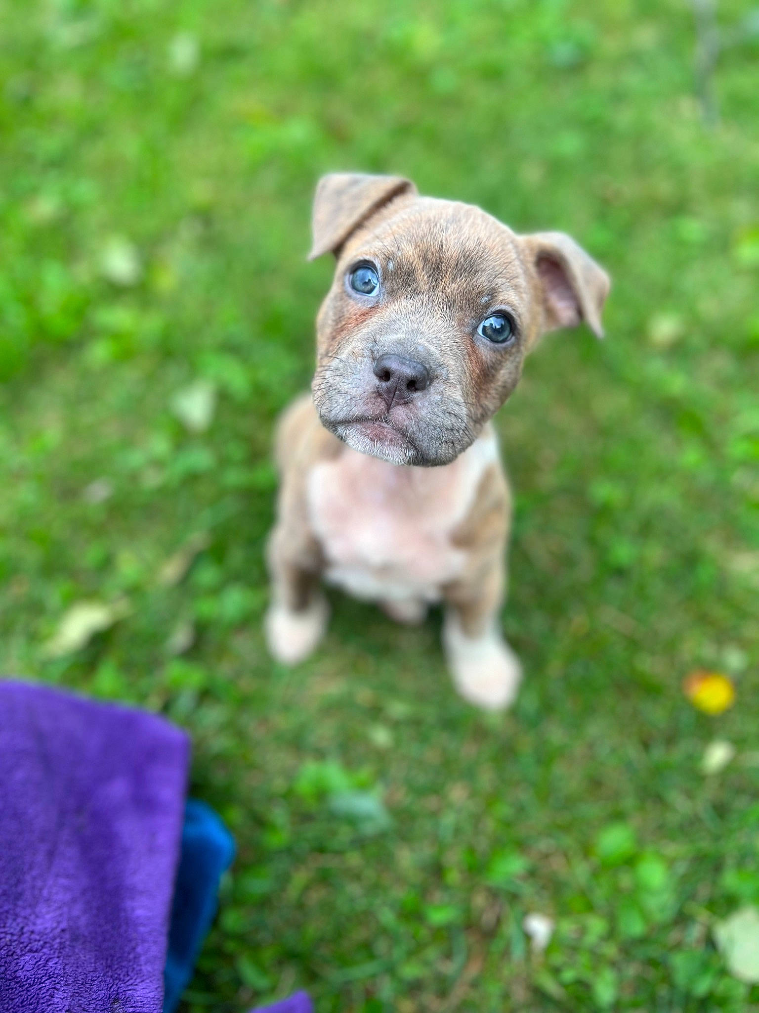 Gouda joined the competition — help win amazing prizes! art, canidae, carnivore, companion_dog, dog, dog_breed, electric_blue, fawn, grass, groundcover, lawn, plant, snout, sporting_group, tail, terrestrial_animal, toy, toy_dog, whiskers, working_animal