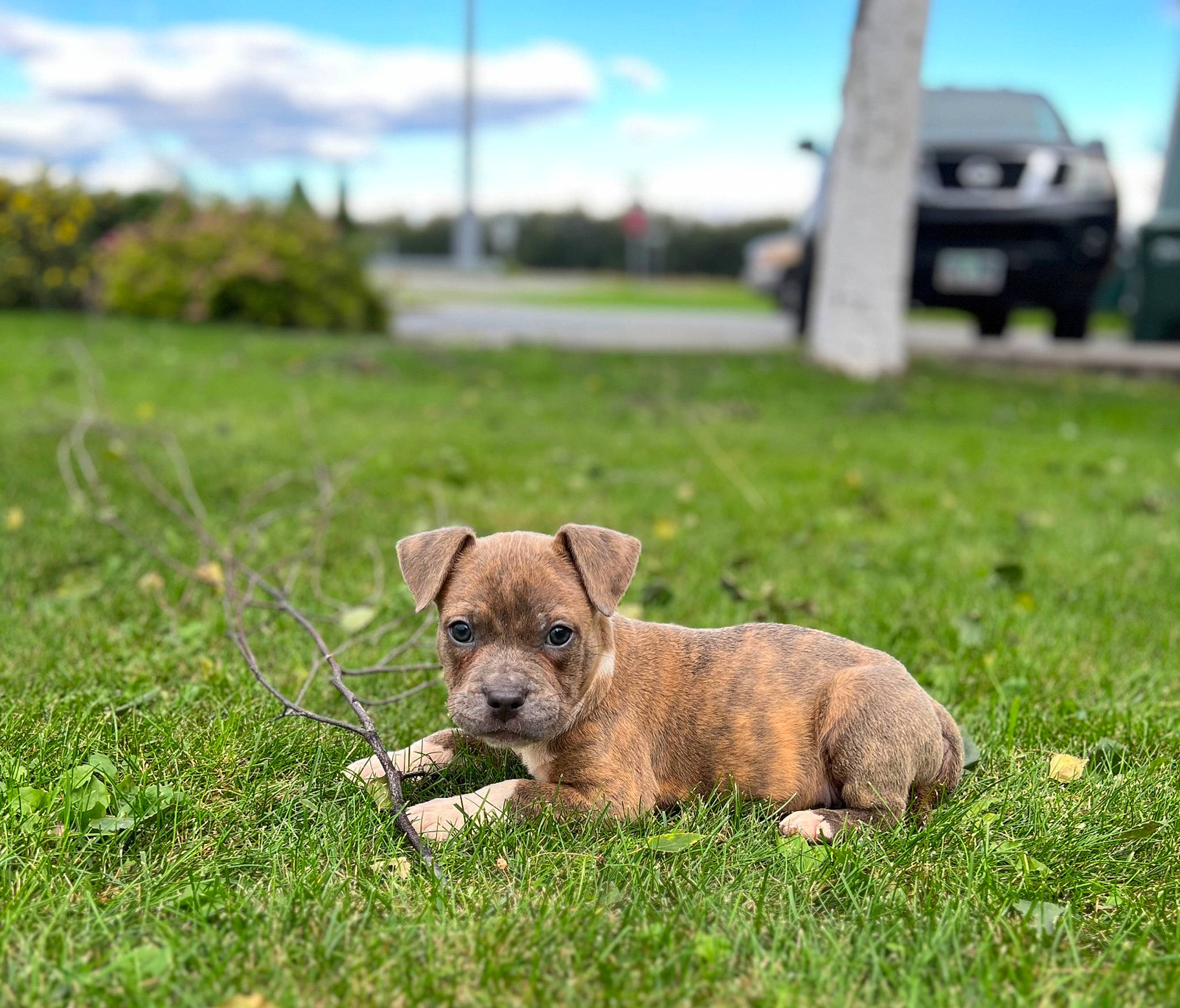 Gouda joined the competition — help win amazing prizes! art, carnivore, cloud, collar, companion_dog, dog, dog_breed, fawn, grass, grassland, groundcover, landscape, plant, prairie, sky, soil, street_dog, terrestrial_animal, toy_dog, working_animal