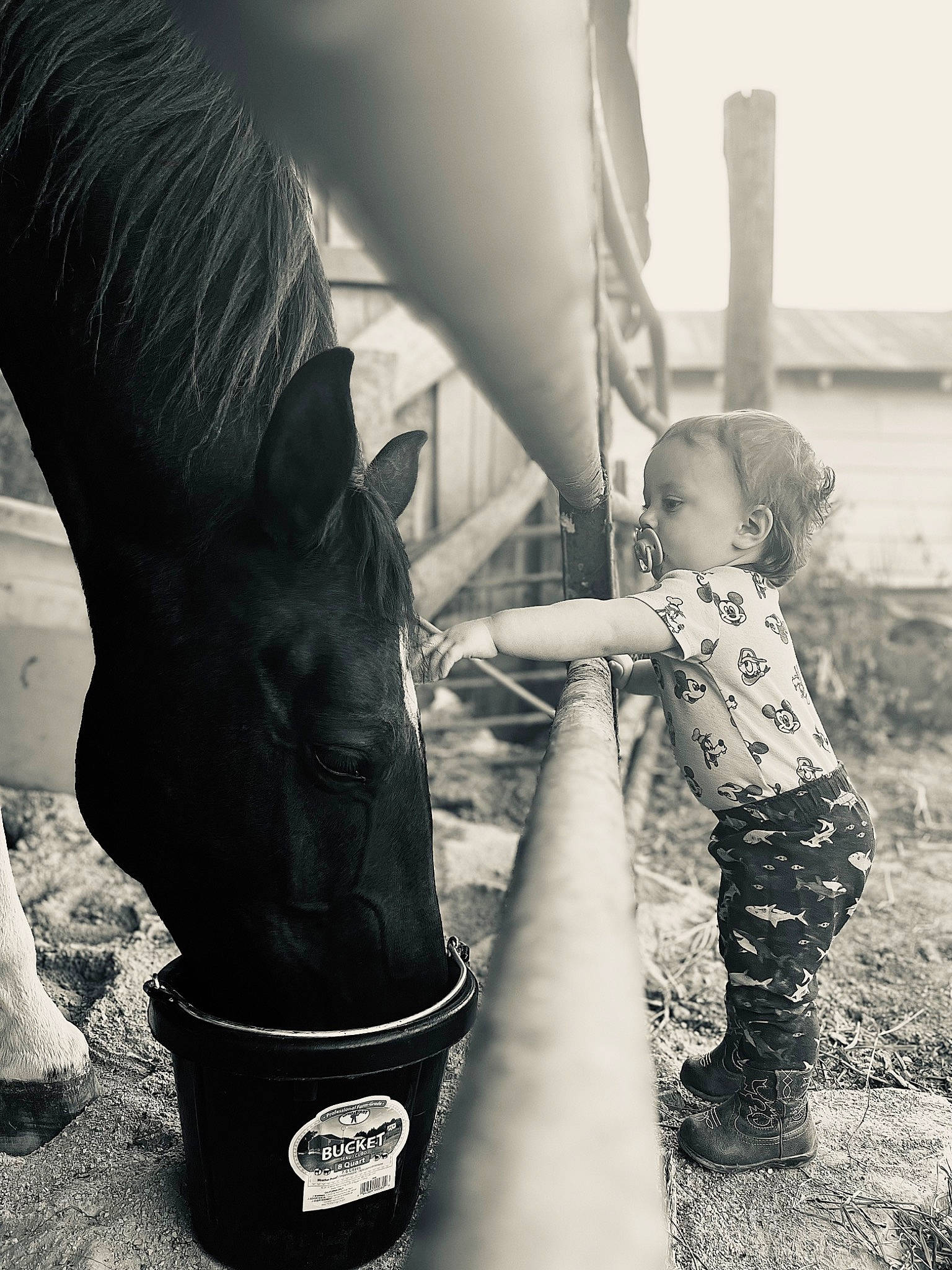 Henry joined the competition — help win amazing prizes! black, black_and_white, gesture, grass, hand, happy, horse, horse_supplies, human_body, human_leg, livestock, monochrome, monochrome_photography, pack_animal, people_in_nature, person, snapshot, style, toddler, white