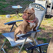 Tofurkey is registered to the contest to win money with this photo: dog, brown_dog, outdoor, backyard, lawn_chair, fence, grass, table, pet, canine, sunlight, metal_chair, residential, house, vehicle, daytime, collar, animal, side_view, relaxing