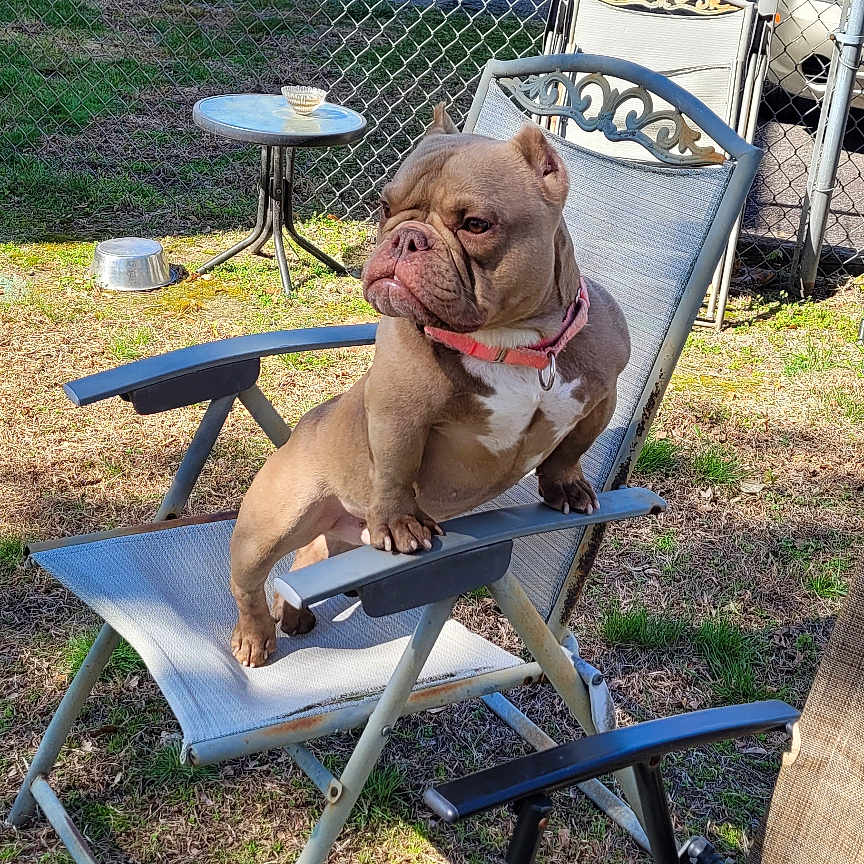 Tofurkey is registered to the contest to win money with this photo: dog, brown_dog, outdoor, backyard, lawn_chair, fence, grass, table, pet, canine, sunlight, metal_chair, residential, house, vehicle, daytime, collar, animal, side_view, relaxing