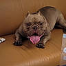 Tofurkey joined the competition — help win amazing prizes! dog, bulldog, tongue_out, brown_couch, leather_couch, pet, indoor, animal, resting, happy, playful, table, papers, documents, office, background, fur, four_legs, smiling, canine