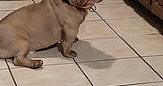 Tofurkey is registered to the contest to win money with this photo: dog, puppy, indoor, kitchen, tile_floor, wooden_cabinets, pet, brown_dog, sitting, looking_back, collar, floor_tiles, animal, canine, home, domestic, companion, cute, small_dog, expression