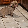 dog, puppy, indoor, kitchen, tile_floor, wooden_cabinets, pet, brown_dog, sitting, looking_back, collar, floor_tiles, animal, canine, home, domestic, companion, cute, small_dog, expression