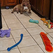 Tofurkey joined the competition — help win amazing prizes! dog, brown_dog, kitchen, tile_floor, dog_toys, cabinet, wooden_cabinet, pet, indoor, floor, animal, toy, playful, collar, pet_toy, household, dog_sitting, domestic, canine, floor_tiles