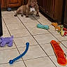 dog, brown_dog, kitchen, tile_floor, dog_toys, cabinet, wooden_cabinet, pet, indoor, floor, animal, toy, playful, collar, pet_toy, household, dog_sitting, domestic, canine, floor_tiles