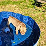 Tofurkey joined the competition — help win amazing prizes! dog, puppy, water, pool, backyard, grass, sunlight, tree, chair, ball, outdoor, pet, summer, playing, shadow, fence, nature, animal, daylight, relaxing