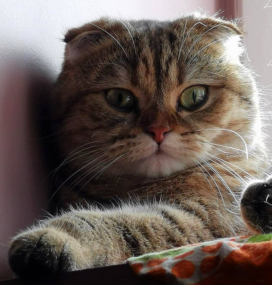 Nessie participe au concours pour gagner de l&#x27;argent avec cette photo : carnivore, cat, claw, close_up, comfort, domestic_short_haired_cat, eye, felidae, fur, paw, photo_caption, small_to_medium_sized_cats, snout, terrestrial_animal, whiskers