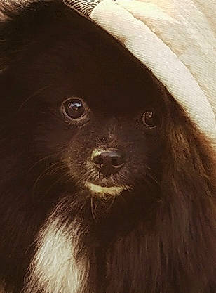 Fanny a rejoint le concours — aidez-le/la à gagner de superbes lots ! carnivore, close_up, companion_dog, dog_breed, fur, hair, hat, iris, liver, mammal, snout, terrestrial_animal, whiskers, wildlife, working_animal