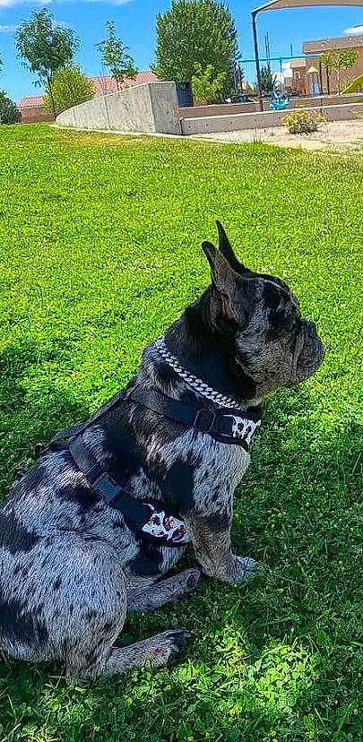 Chanel joined the competition — help win amazing prizes! bulldog, canidae, carnivore, collar, companion_dog, dog, dog_breed, dog_collar, fawn, grass, green, leash, plant, sculpture, snout, sporting_group, tail, toy_dog, working_animal, wrinkle