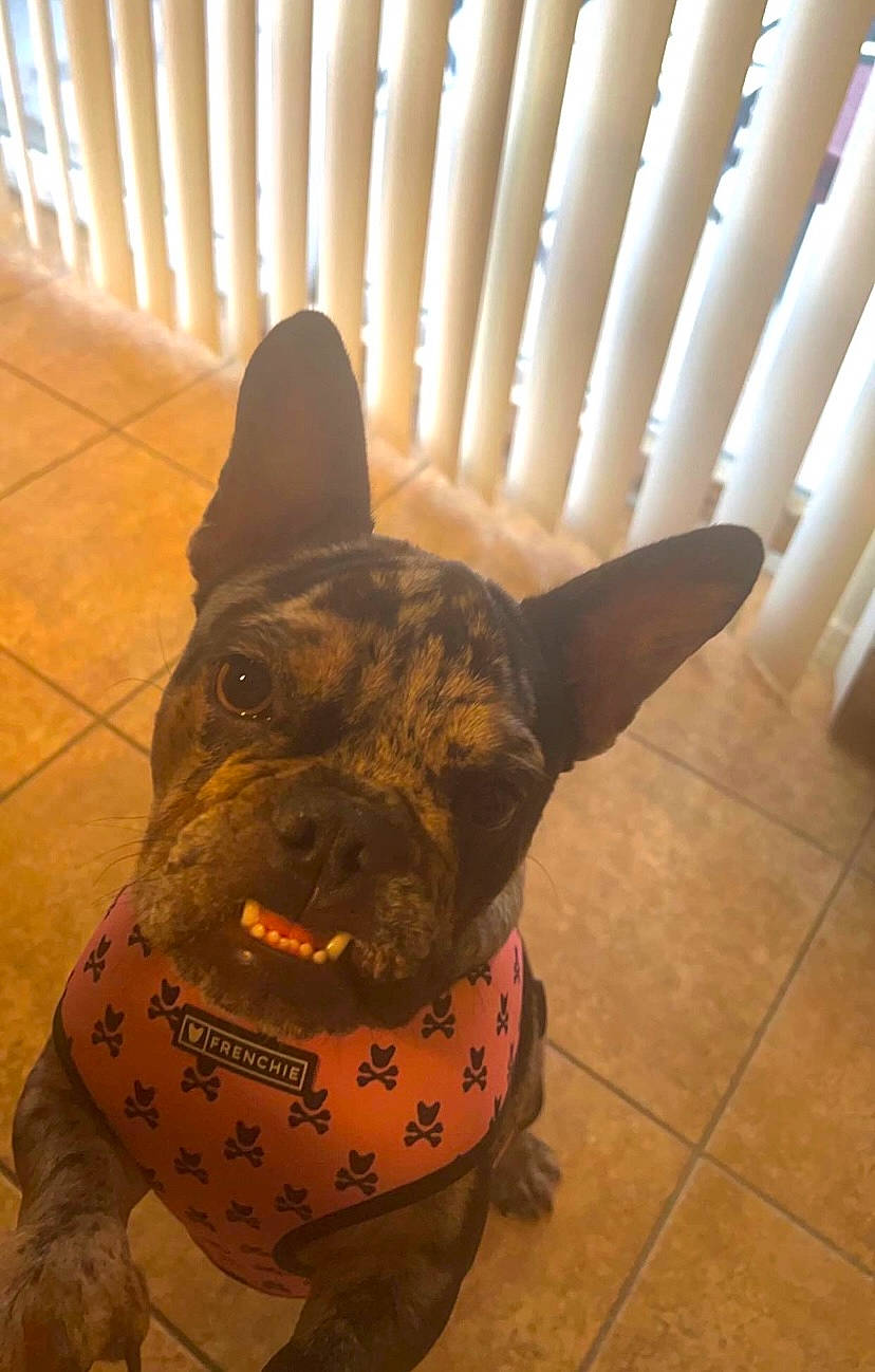 Chanel is registered to the contest to win money with this photo: canidae, carnivore, collar, companion_dog, dog, dog_breed, dog_clothes, dog_collar, fawn, flooring, party_hat, personal_protective_equipment, pet_supply, pug, snout, sporting_group, terrestrial_animal, toy_dog, whiskers, working_animal