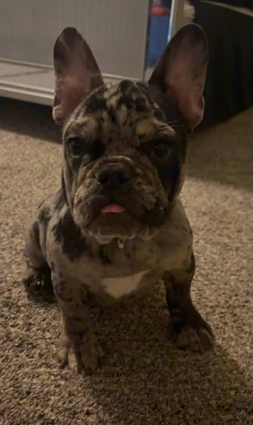 Chanel joined the competition — help win amazing prizes! ancient_dog_breeds, bulldog, canidae, carnivore, companion_dog, dog, dog_breed, dog_collar, ear, fawn, french_bulldog, fur, non_sporting_group, snout, sporting_group, terrestrial_animal, toy_dog, whiskers, working_animal, wrinkle