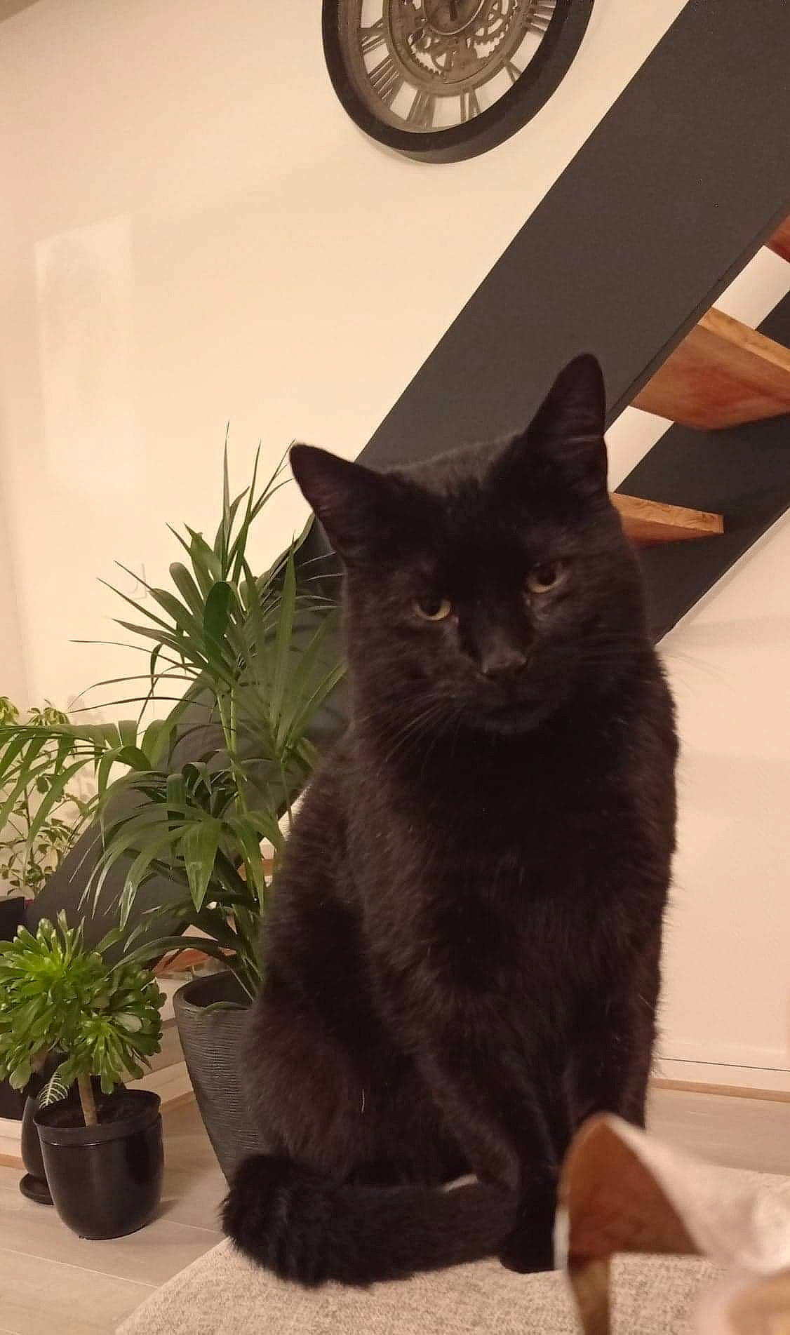 Pitchoune a rejoint le concours — aidez-le/la à gagner de superbes lots ! black_cat, carnivore, cat, cat_supply, chair, clock, domestic_short_haired_cat, felidae, flowerpot, fur, houseplant, plant, room, small_to_medium_sized_cats, snout, tail, terrestrial_plant, whiskers, window, wood