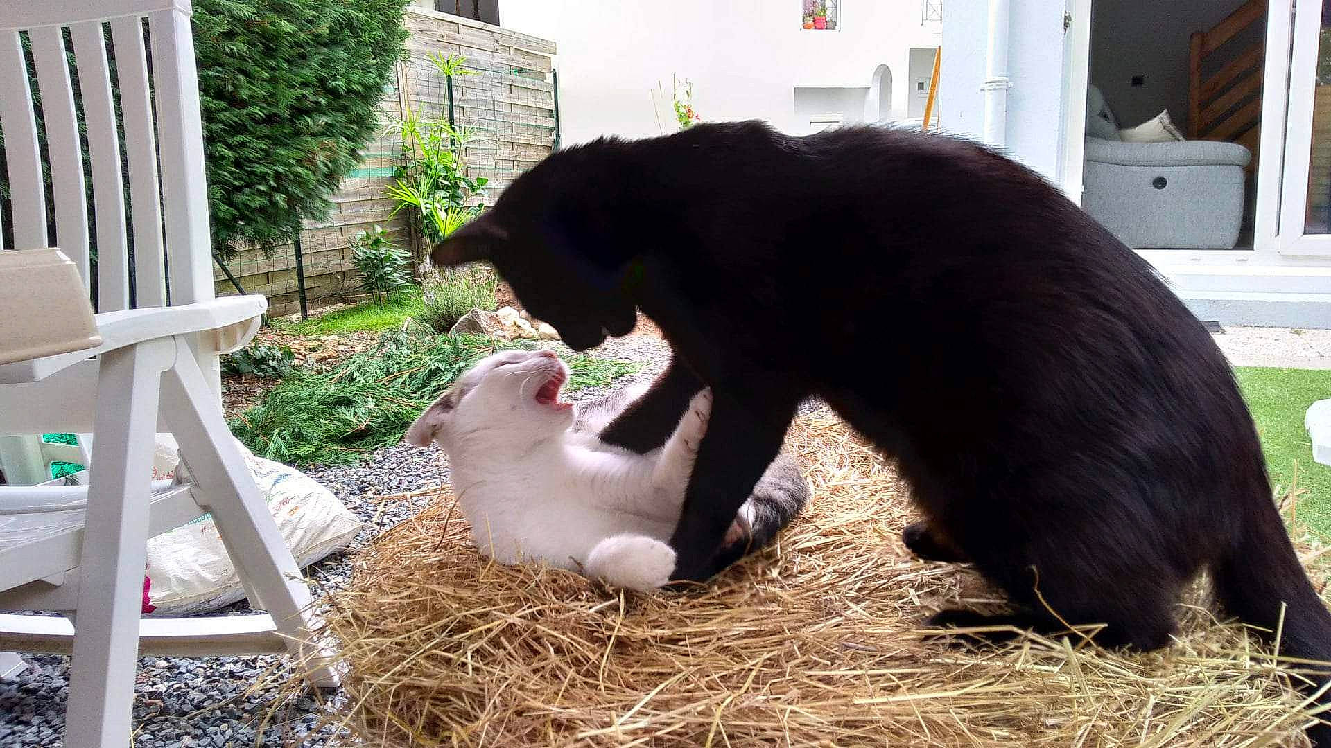 Pitchoune a rejoint le concours — aidez-le/la à gagner de superbes lots ! animal_shelter, canidae, carnivore, cat, domestic_short_haired_cat, felidae, fur, grass, hay, mammal, pet_supply, plant, rabbit, small_to_medium_sized_cats, snout, straw, tail, terrestrial_animal, whiskers