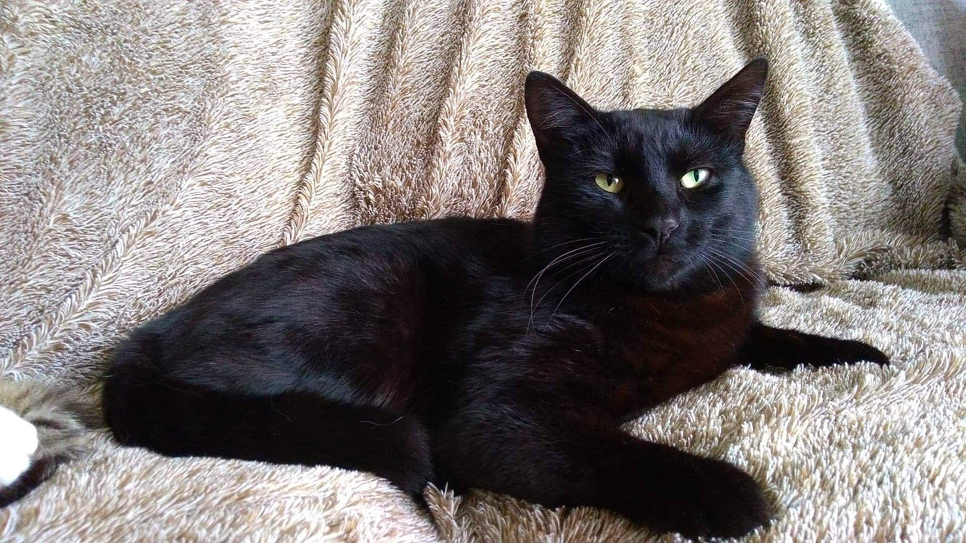 Pitchoune a rejoint le concours — aidez-le/la à gagner de superbes lots ! black_cat, bombay, carnivore, cat, claw, comfort, domestic_short_haired_cat, felidae, fur, grey, havana_brown, small_to_medium_sized_cats, snout, tail, terrestrial_animal, whiskers