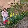 child, girl, daffodils, yellow_flowers, red_boots, pink_jacket, plush_toy, garden, concrete_path, grass, small_tree, wall, shrubs, earth, spring, standing, portrait, curious_expression, outdoor, greenery