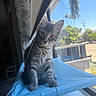 kitten, cat, gray_tabby, window, curtain, blue_cushion, indoor, sunlight, plants, hanging_plant, urban, trees, daylight, whiskers, pets, animal, portrait, young, curious, feline