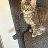 kitten, cat, tabby, feline, pet, indoor, chair, gray, curious, young, small, whiskers, ears, fur, animal, domestic, cute, seated, looking, texture