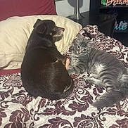 Freddie joined the competition — help win amazing prizes! dog, cat, bed, blanket, pillow, lamp, shelf, decor, indoor, pet, animal, tabby_cat, small_dog, furry, resting, cozy, patterned_bedspread, domestic, cute, companions