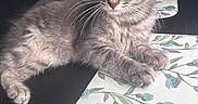 Freddie is registered to the contest to win money with this photo: kitten, cat, gray_fur, tabby, animal, pet, whiskers, ears, eyes, paws, table, table_mat, floral_pattern, indoor, curious, fur, resting, close_up, young, cute
