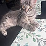 kitten, cat, gray_fur, tabby, animal, pet, whiskers, ears, eyes, paws, table, table_mat, floral_pattern, indoor, curious, fur, resting, close_up, young, cute