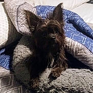 Snuggles joined the competition — help win amazing prizes! dog, pet, blanket, pillow, indoor, cozy, fur, resting, curious, brown, small_dog, textile, bed, comfort, relaxing, animal, cute, domestic_animal, furniture, soft