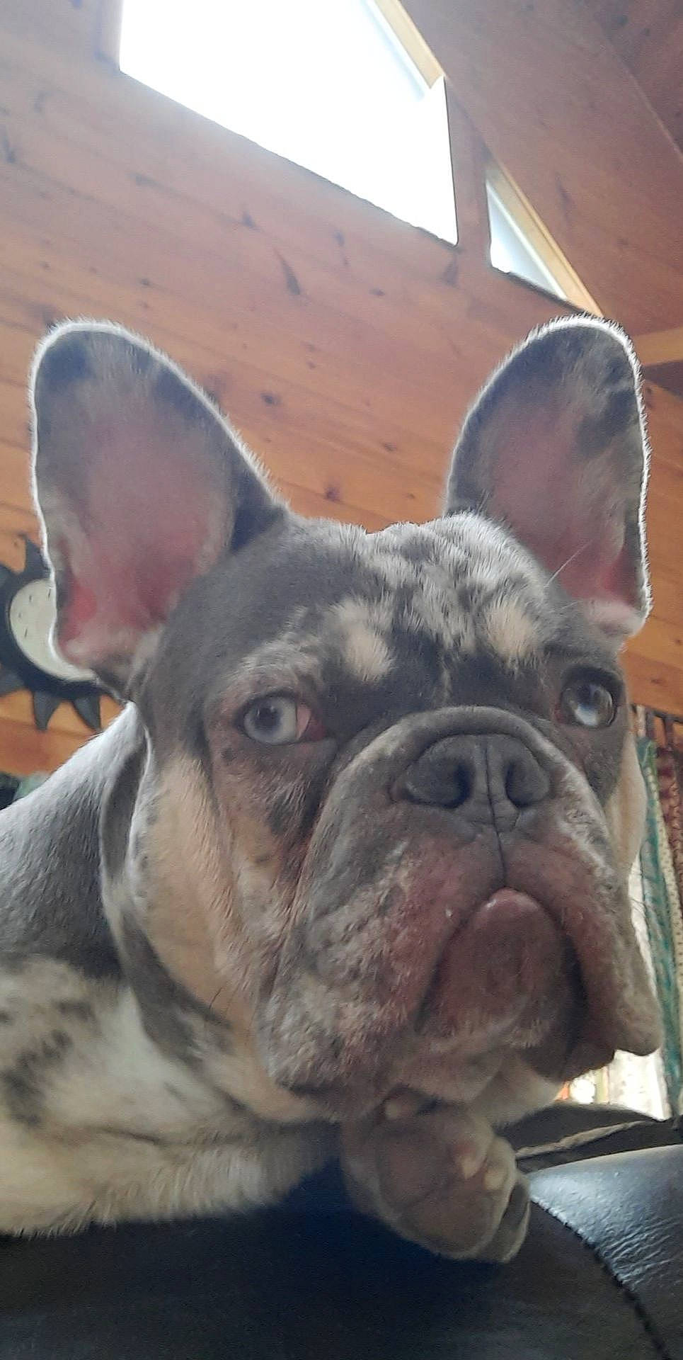 Lowkey is registered to the contest to win money with this photo: bulldog, canidae, carnivore, close_up, collar, companion_dog, dog, dog_breed, ear, eye, fawn, french_bulldog, jaw, photograph, snapshot, snout, sporting_group, whiskers, working_animal, wrinkle